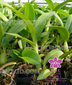Plants : Dendrobium Sonia